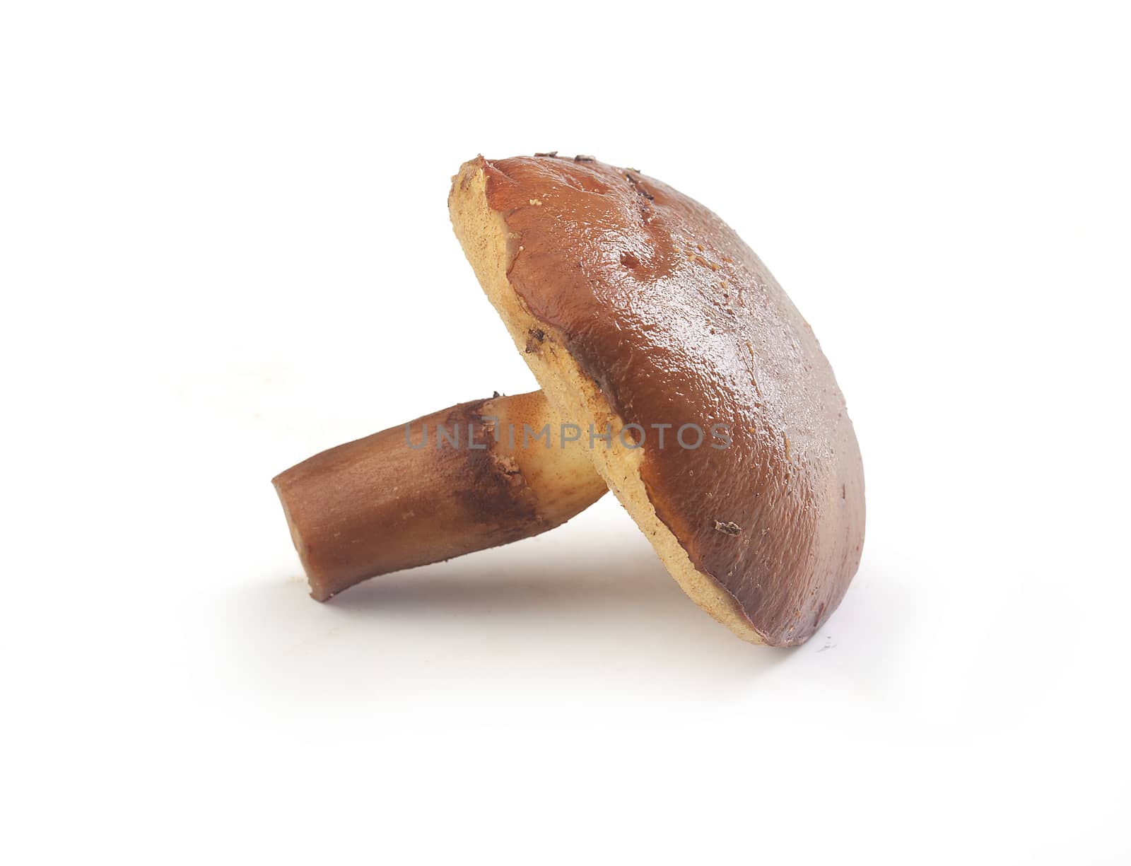 Isolated butter mushroom on the white background