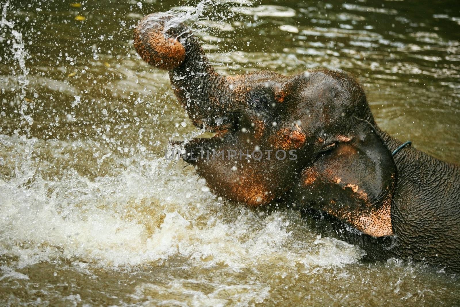 The elephant bathes in water