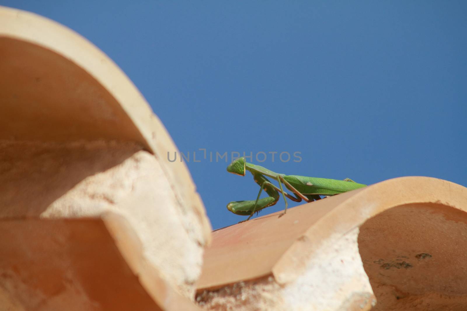 Praying mantis on a roof by mitzy