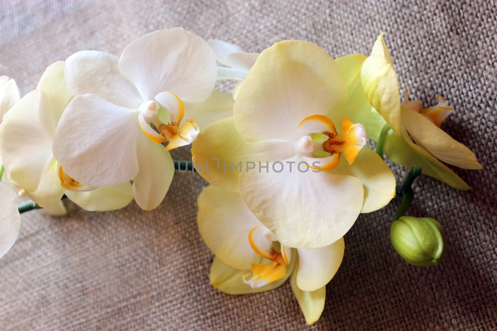 branch of a blossoming yellow orchid on sacking by alexmak