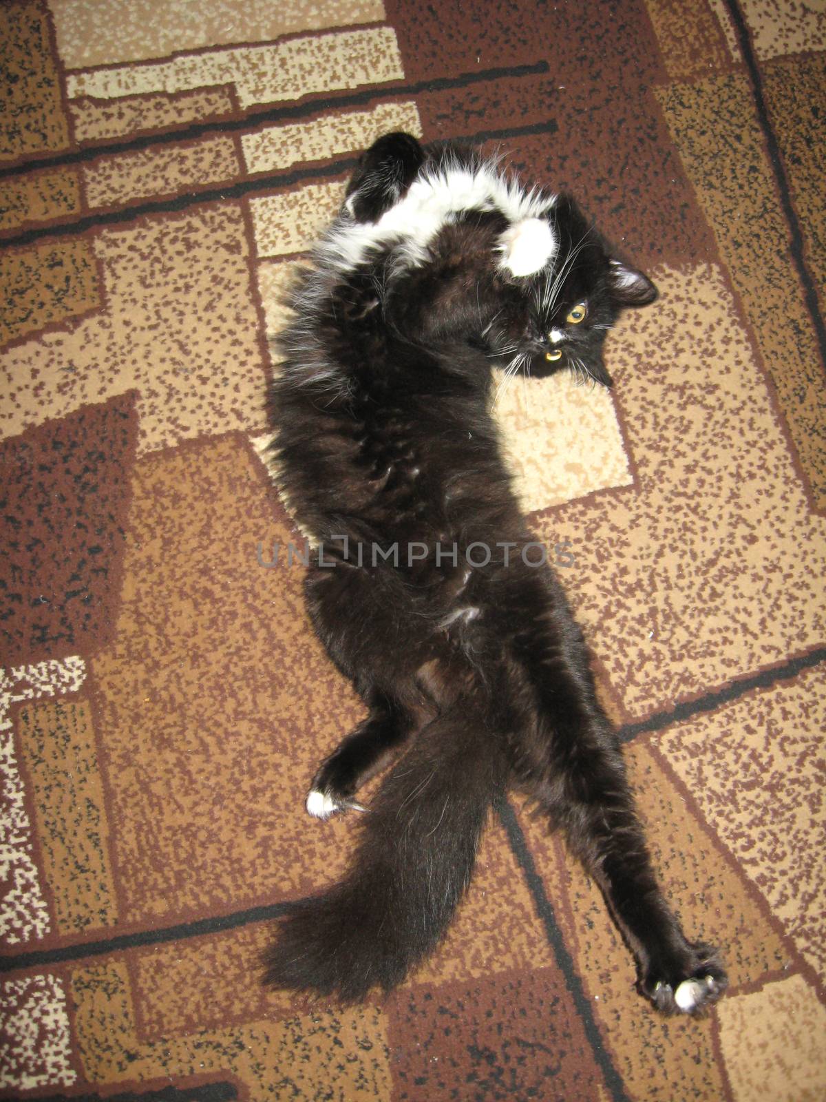 black cat lolling about on the carpet by alexmak