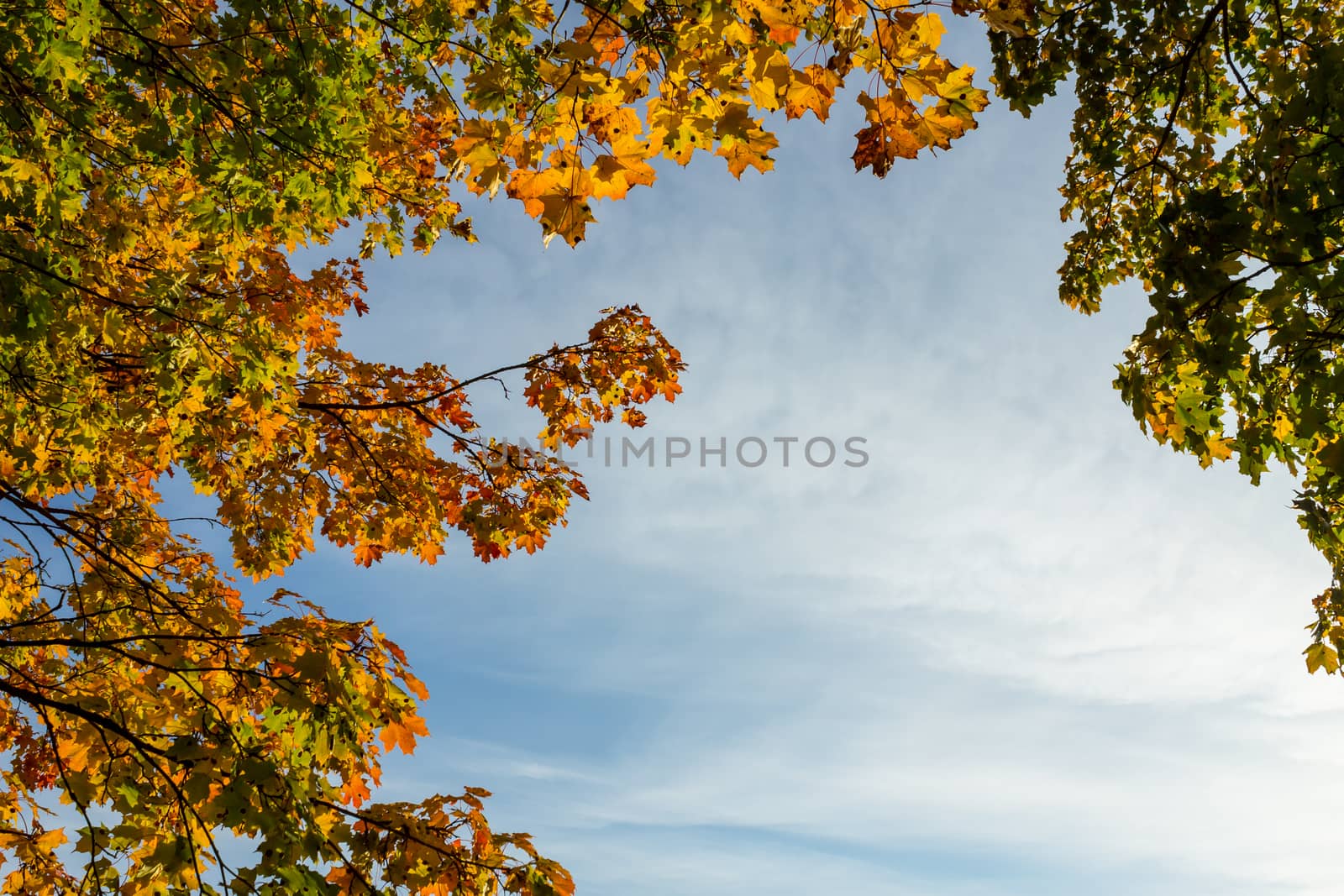 Orange and green maple leafs against cloudy blue sky