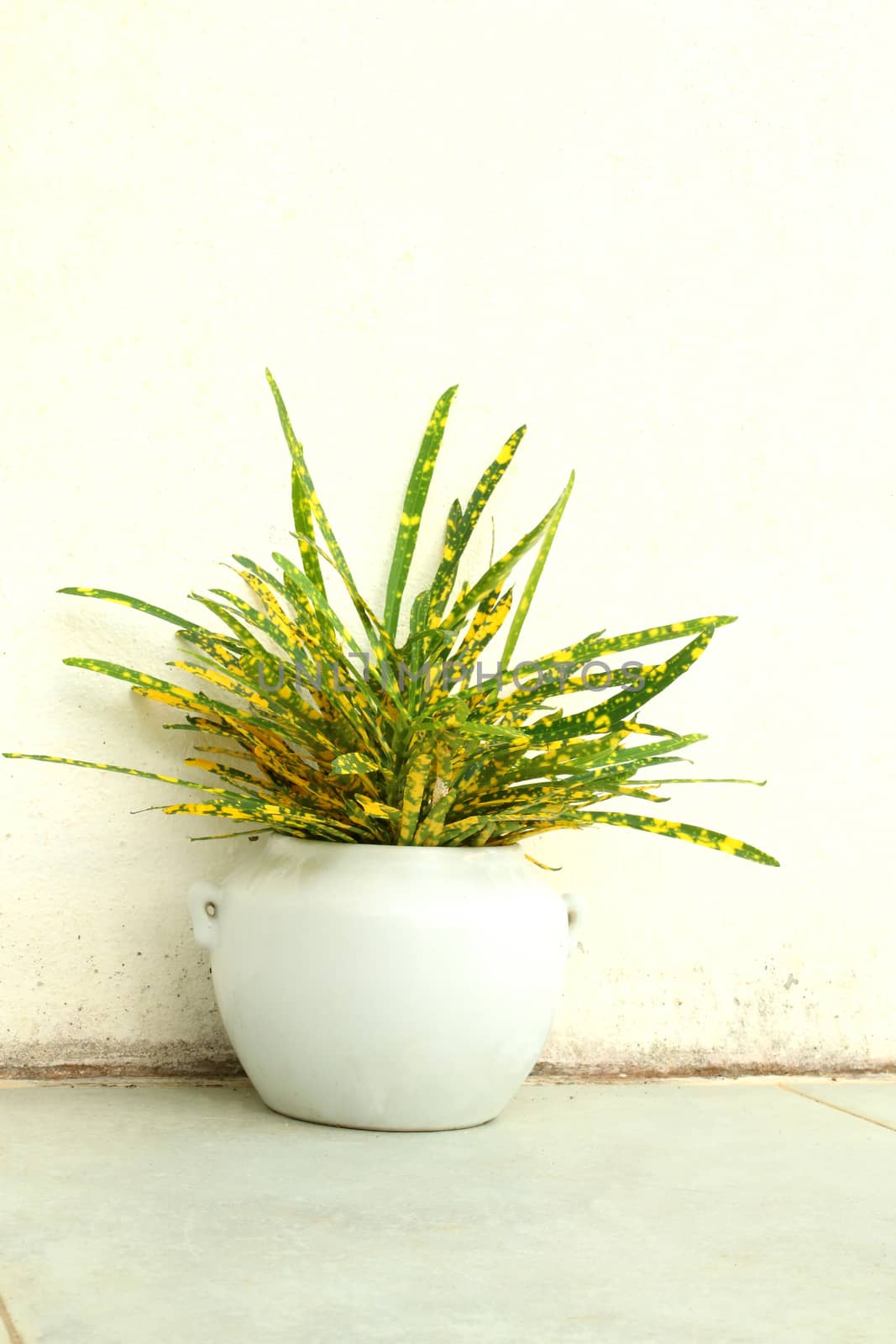 Garden Croton in the white pot for decorative house.