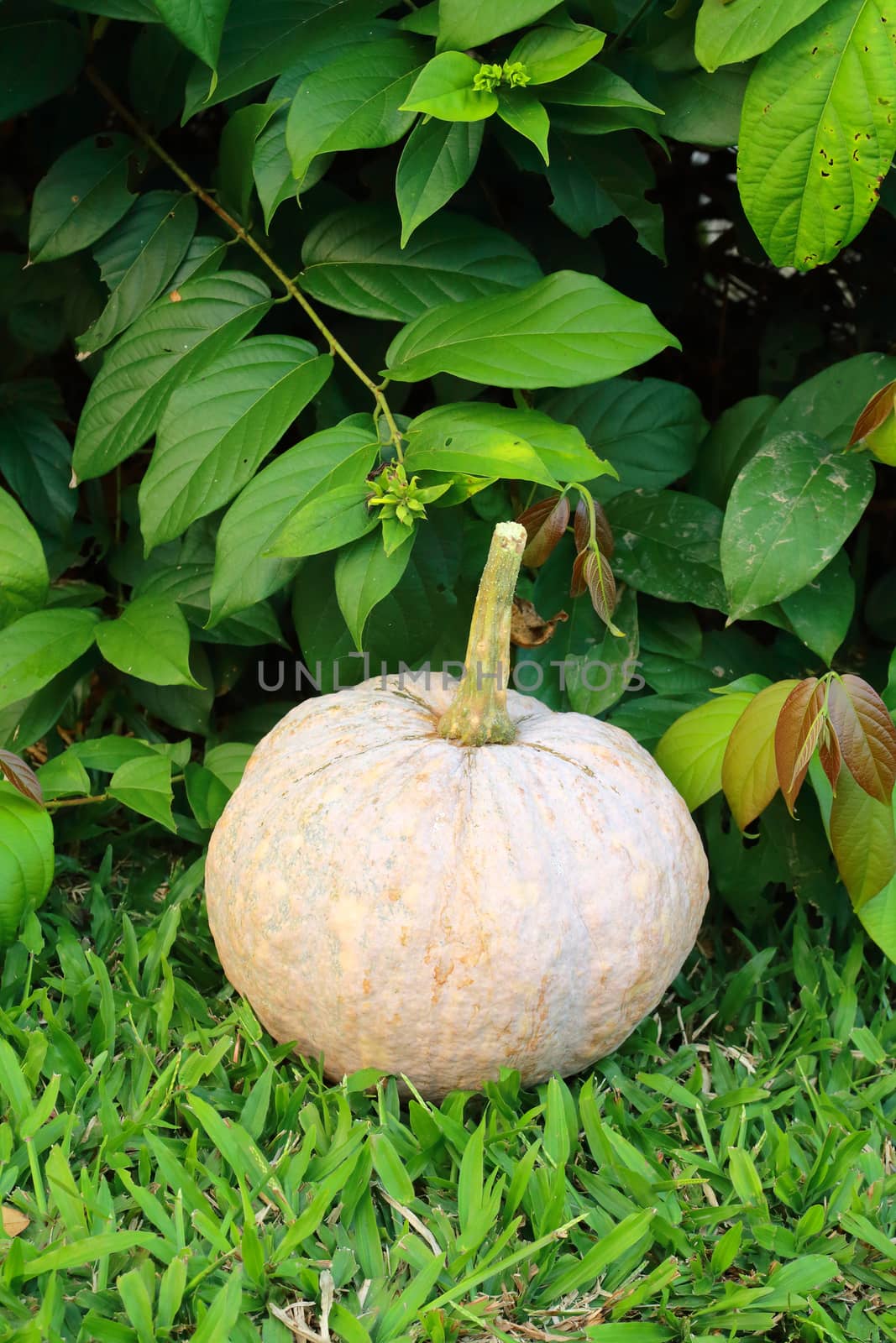 ripe pumpkin on the grassland.