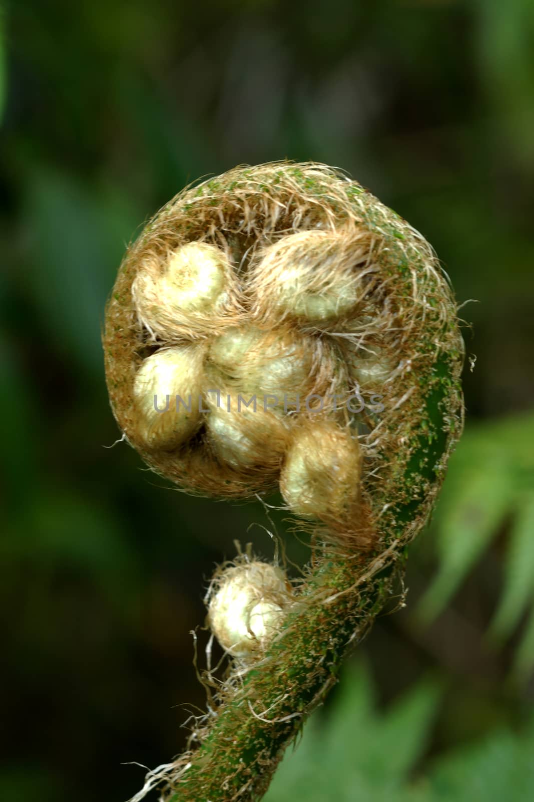 Green Fern in tropical forests.