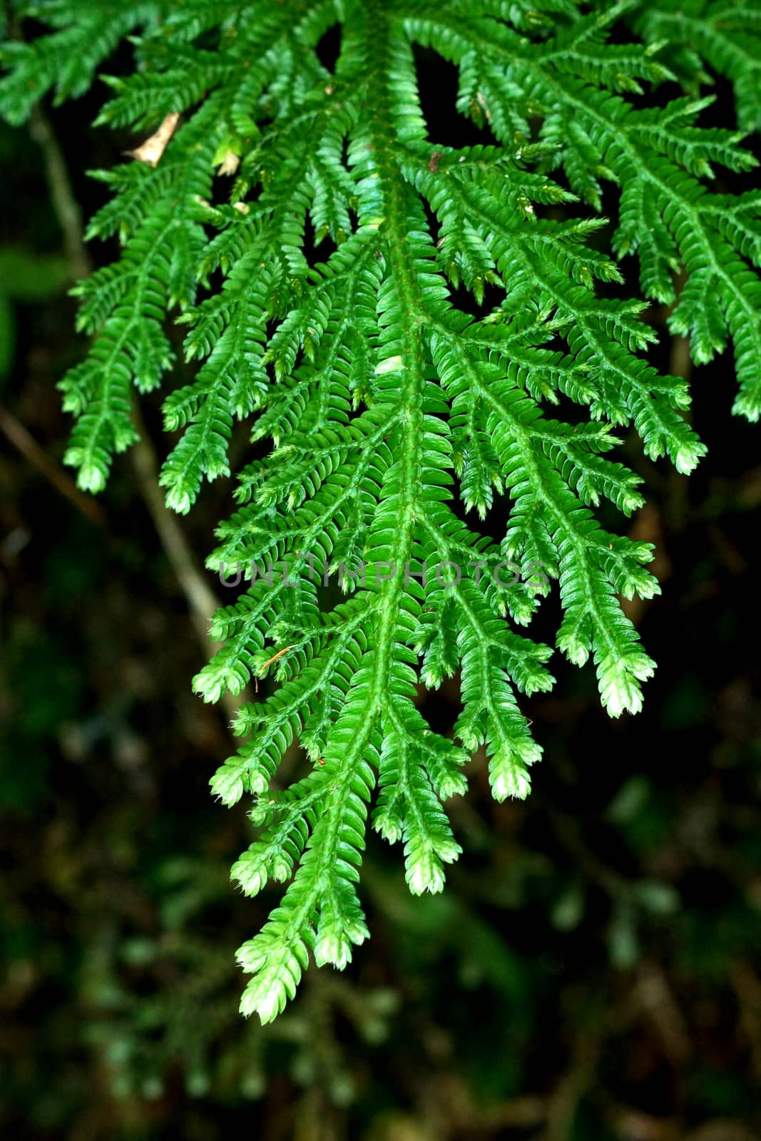 Fresh green leaves of a fern (Spike Moss family)