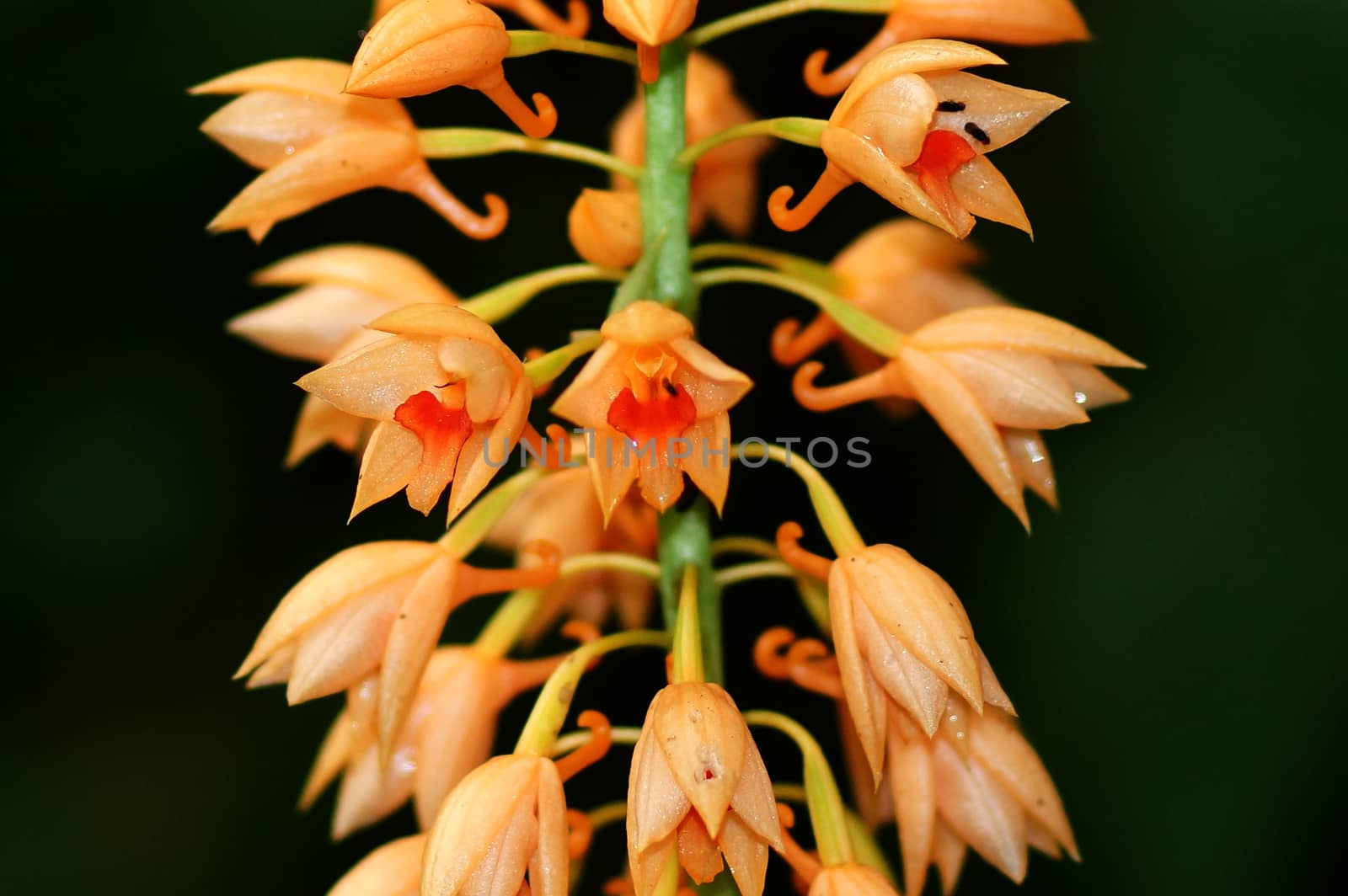 Wild orchid orange soft name Calanthe cardioglossa Schltr.