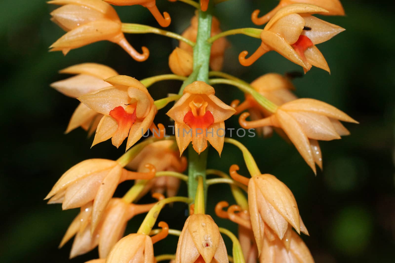 Wild orchid orange soft name Calanthe cardioglossa Schltr.