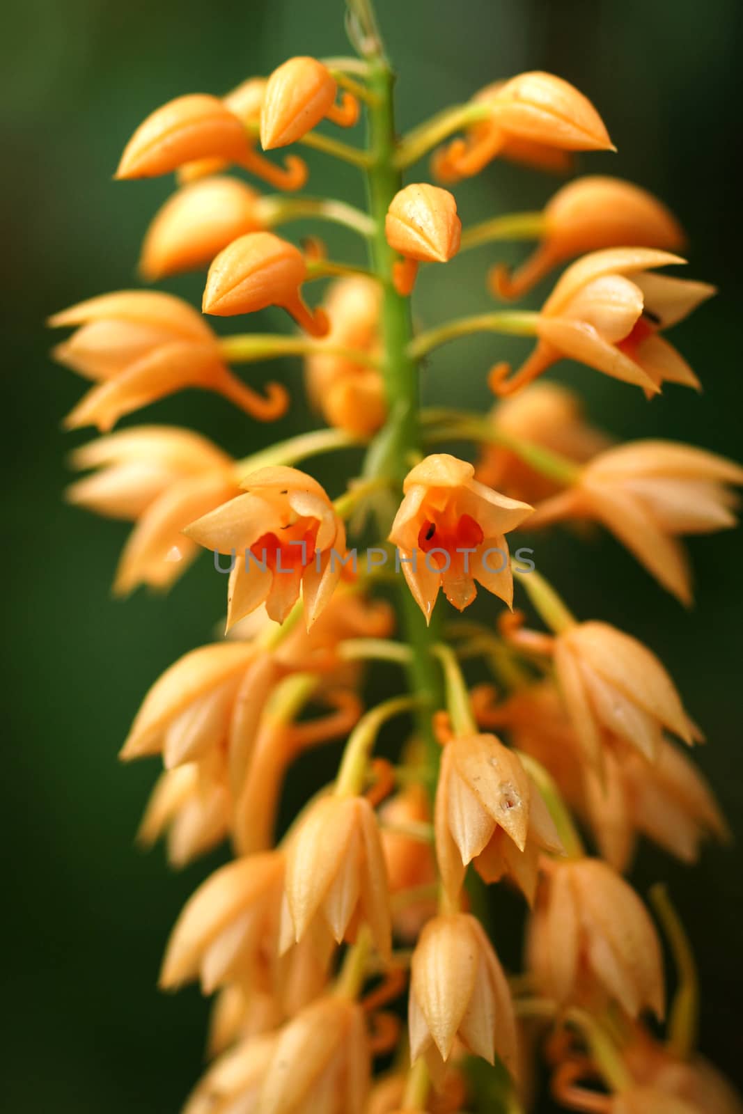 Wild orchid orange soft name Calanthe cardioglossa Schltr.