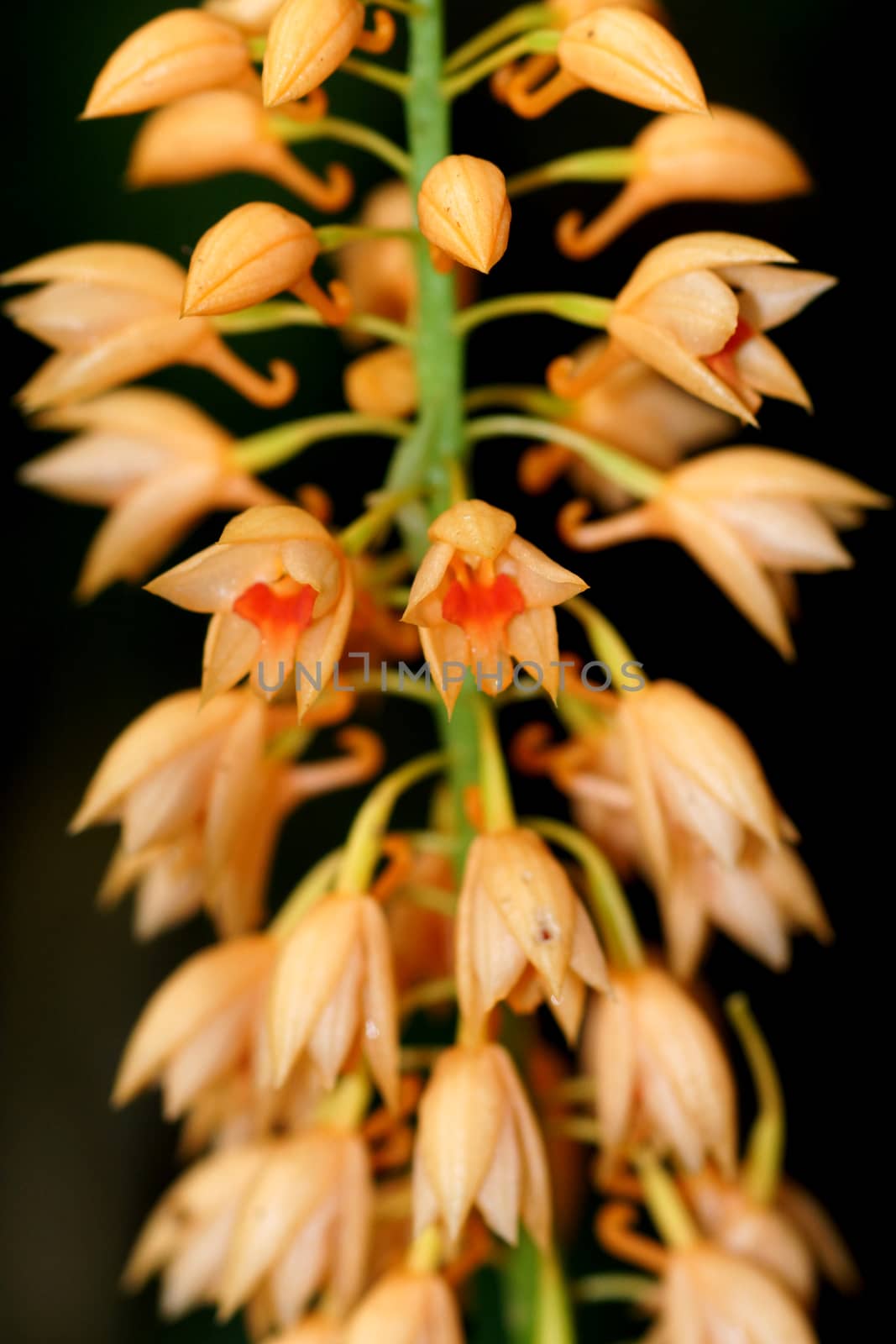 Wild orchid orange soft name Calanthe cardioglossa Schltr.