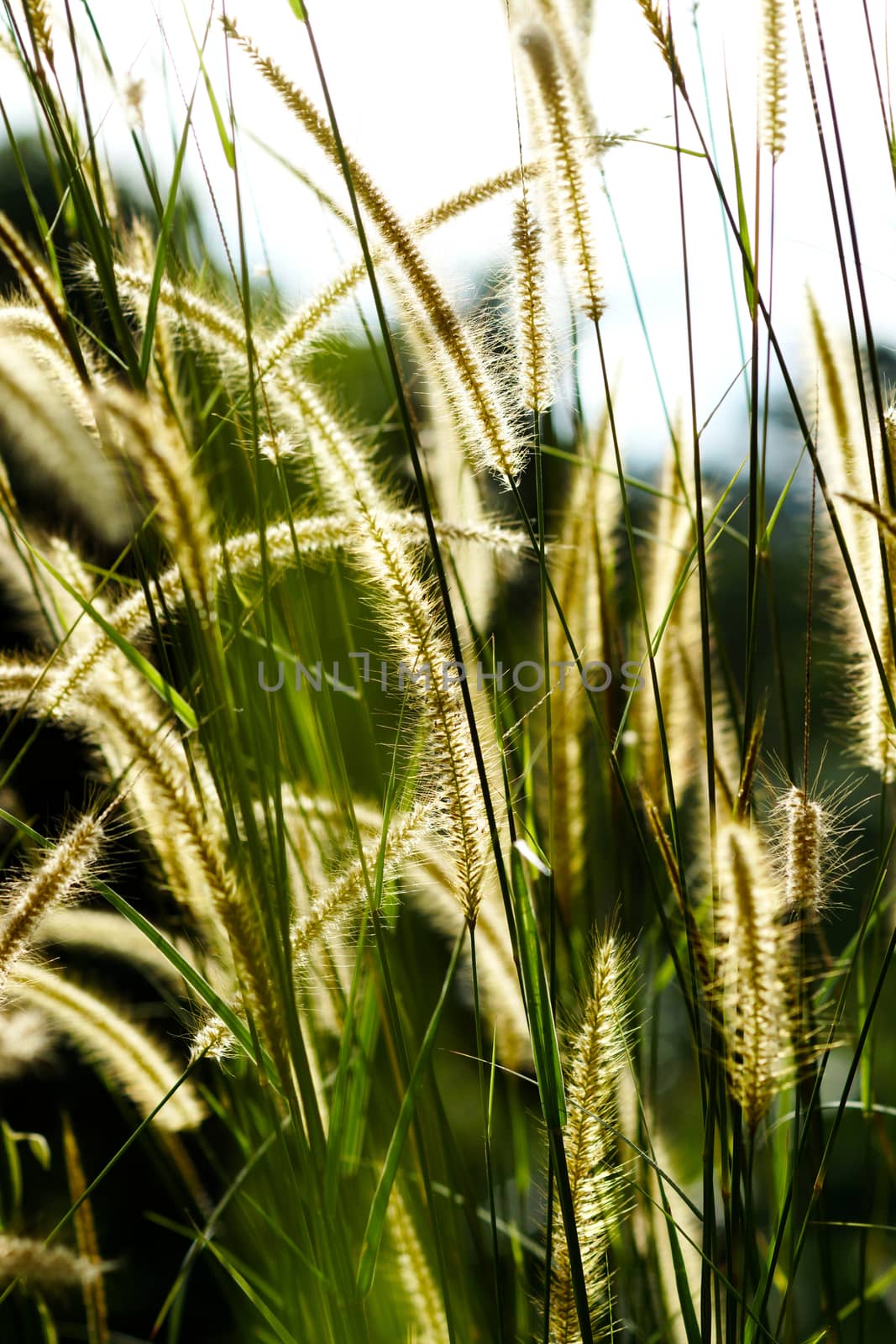 Flower grass impact sunlight. (Penisetum polystachyon (L.) Schult.)