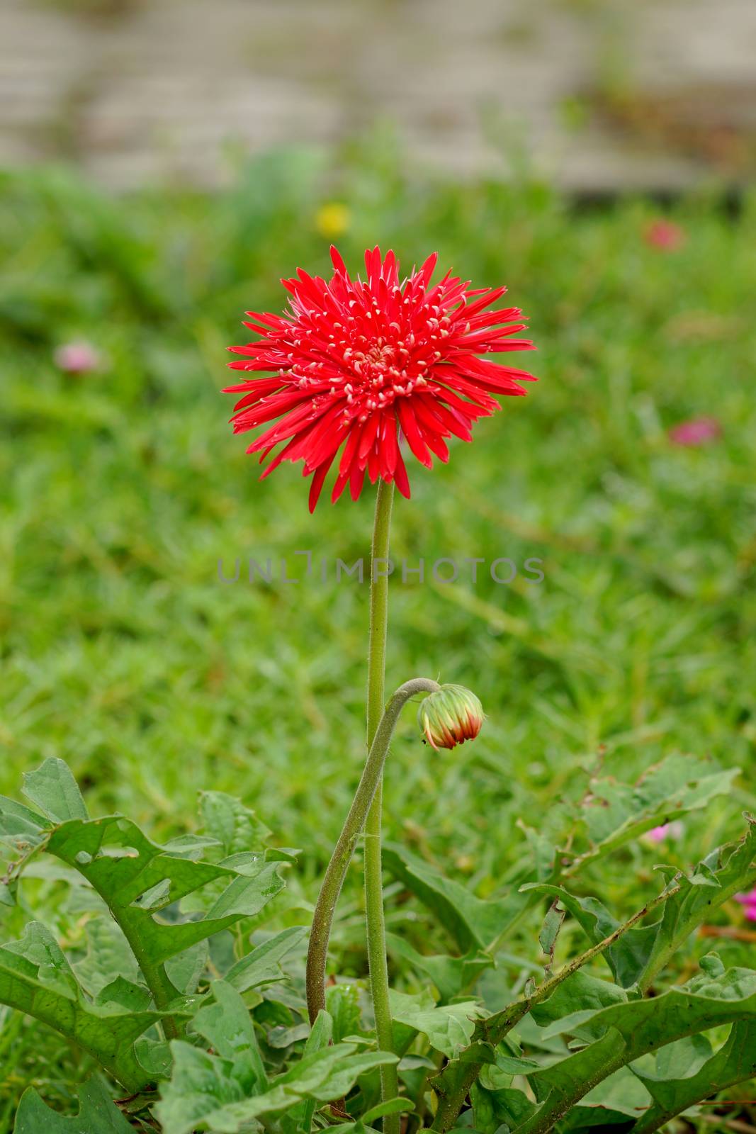 Daisy-gerbera red flowers in garden with green background by Noppharat_th