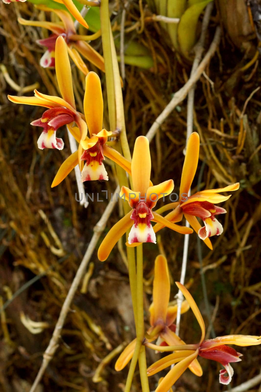 Beautiful orchid flower of Cymbidium finlaysonianum. by Noppharat_th