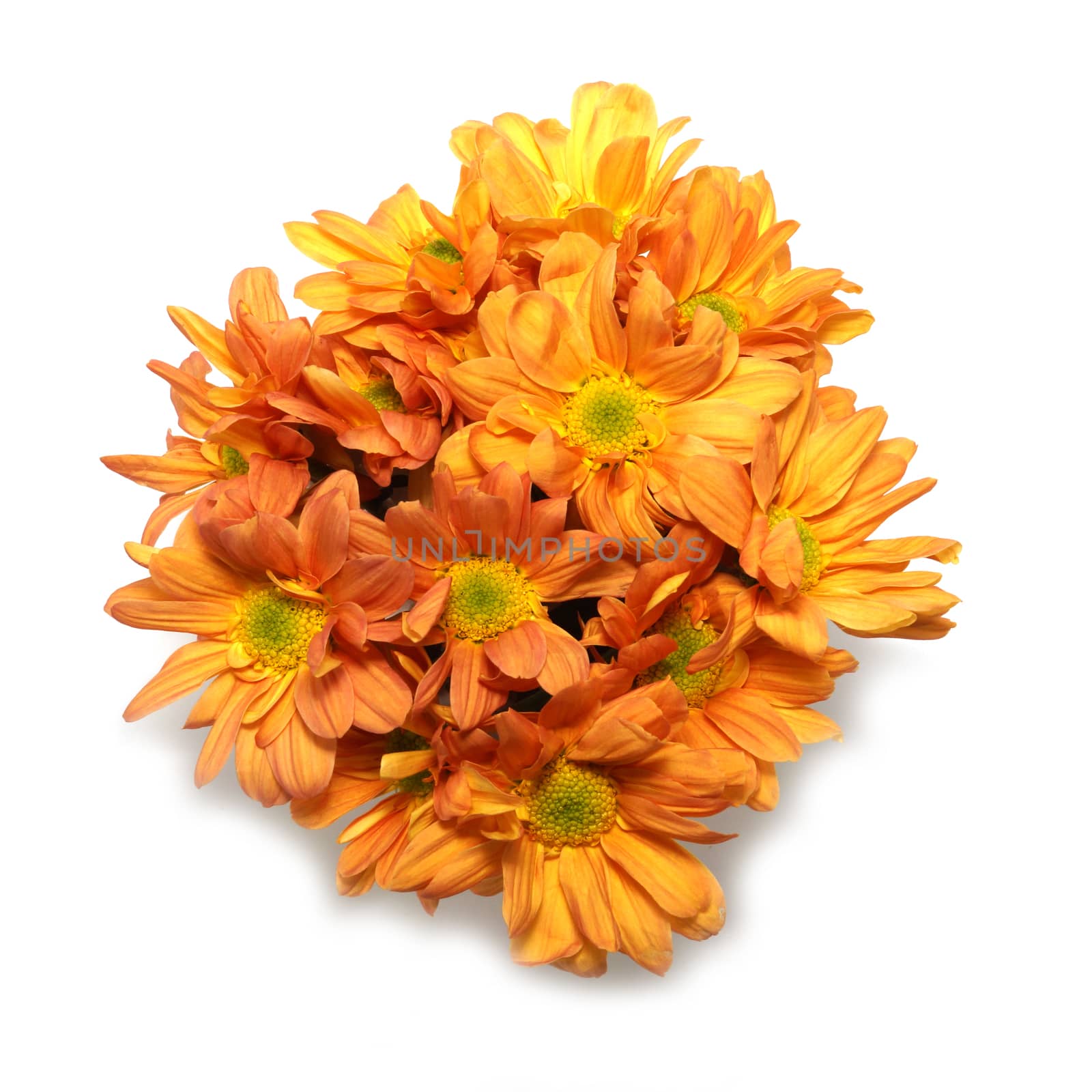 orange chrysanthemum on white background