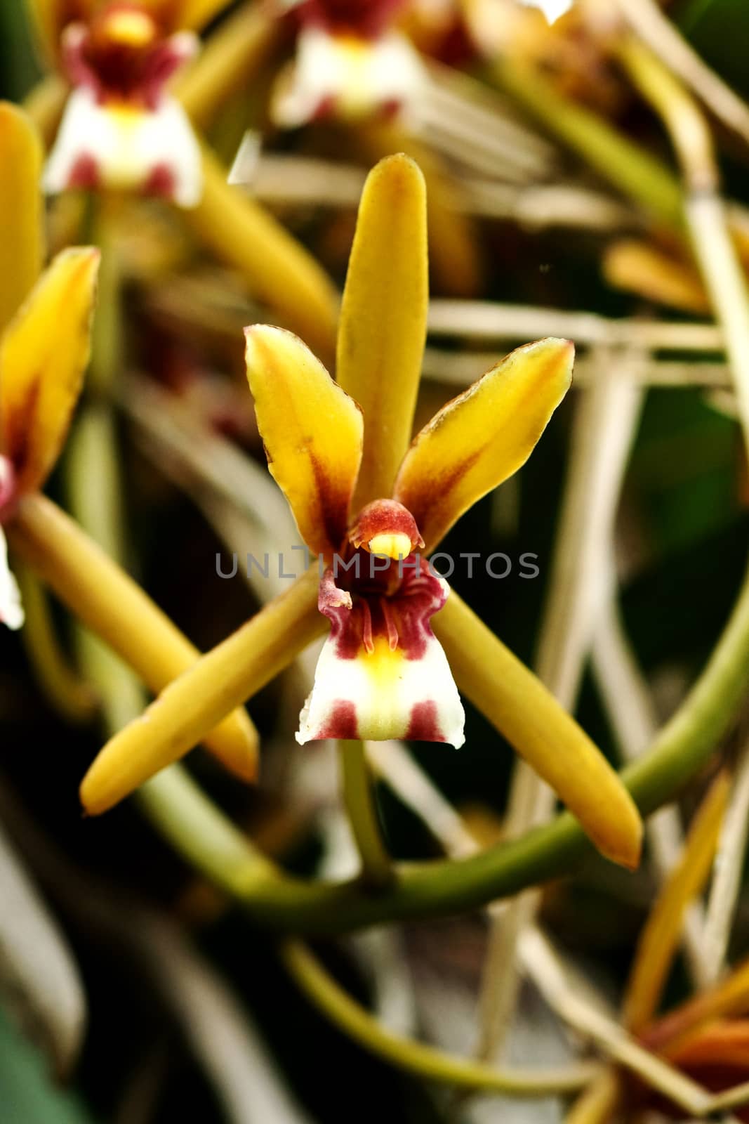 Beautiful orchid flower of Cymbidium finlaysonianum.