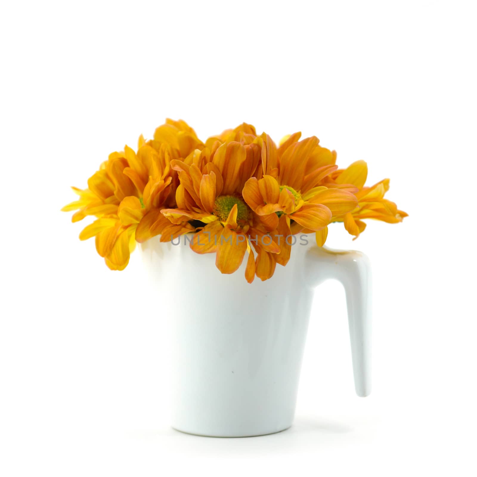 orange chrysanthemum on white background by Noppharat_th