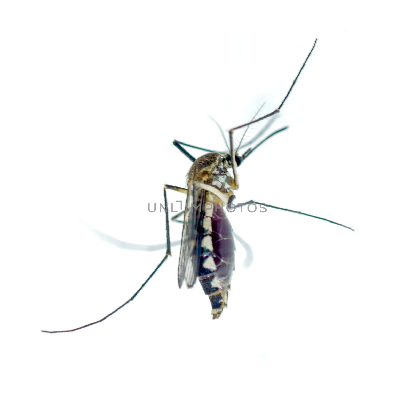 Mosquito isolated on white background by Noppharat_th