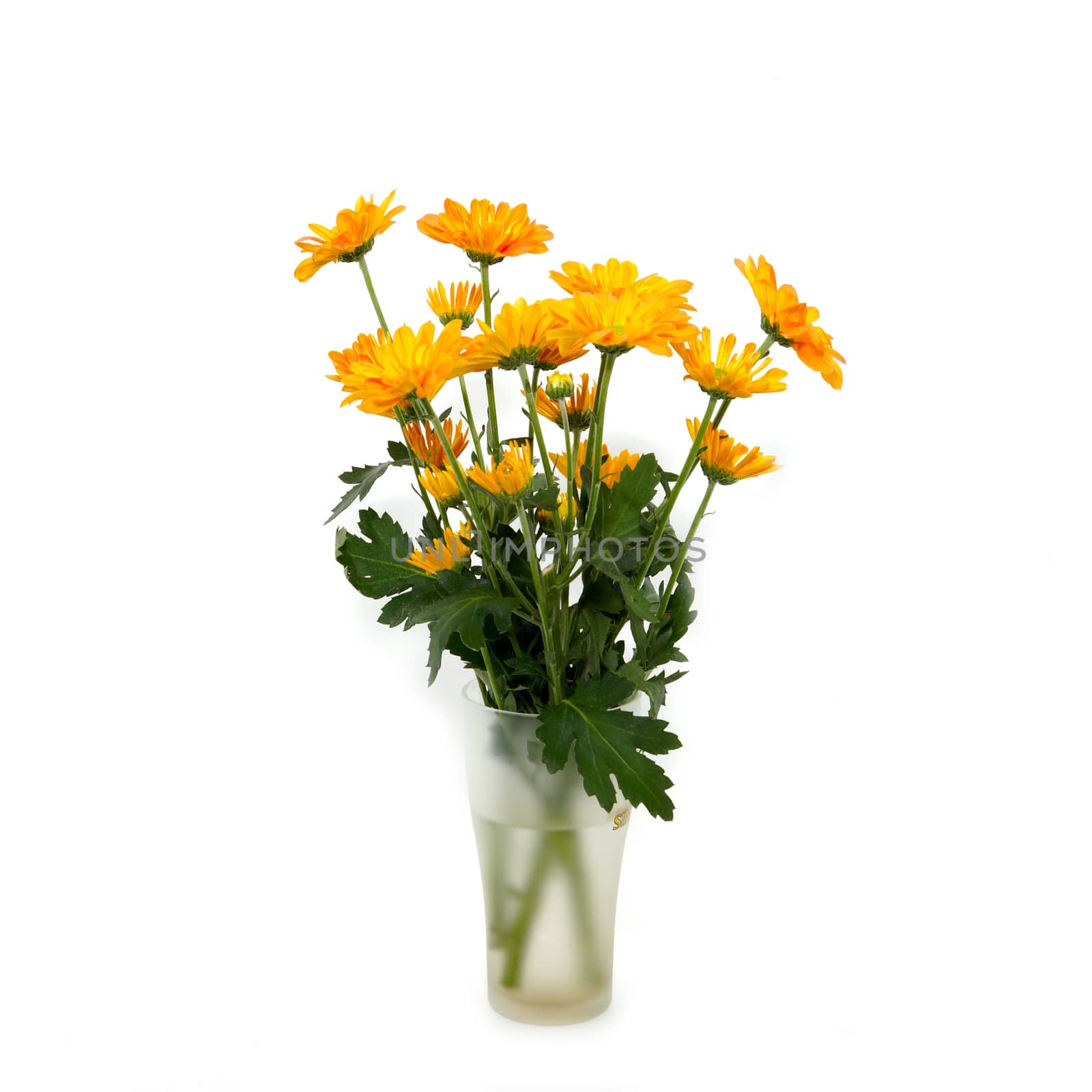 orange chrysanthemum on white background