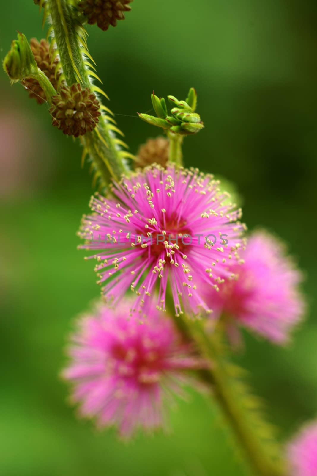 Pink flower of Mimosa diplotricha C. Wright ex Sauvalle