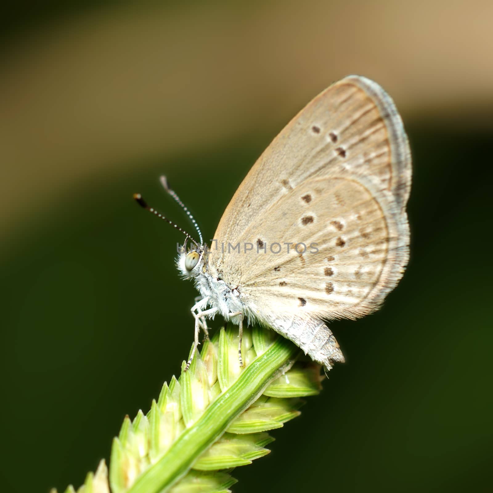 Butterfly name "Pale Grass Blue (Zizeeria maha)" on a leaves. by Noppharat_th