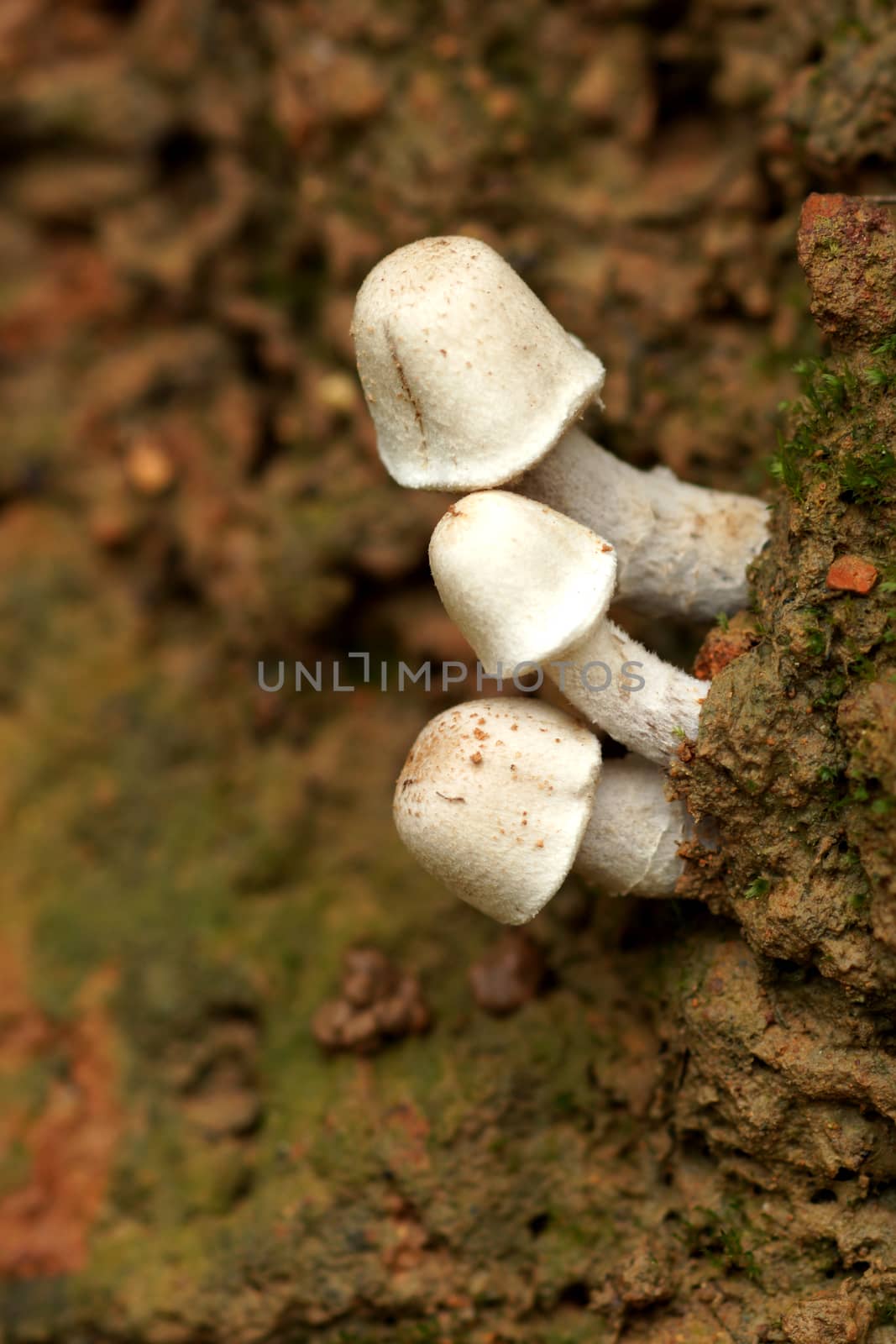 Mushrooms grow on benthic by Noppharat_th