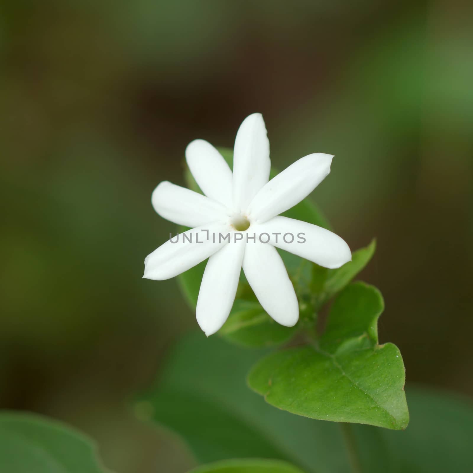 One White Jasmine Flower by Noppharat_th