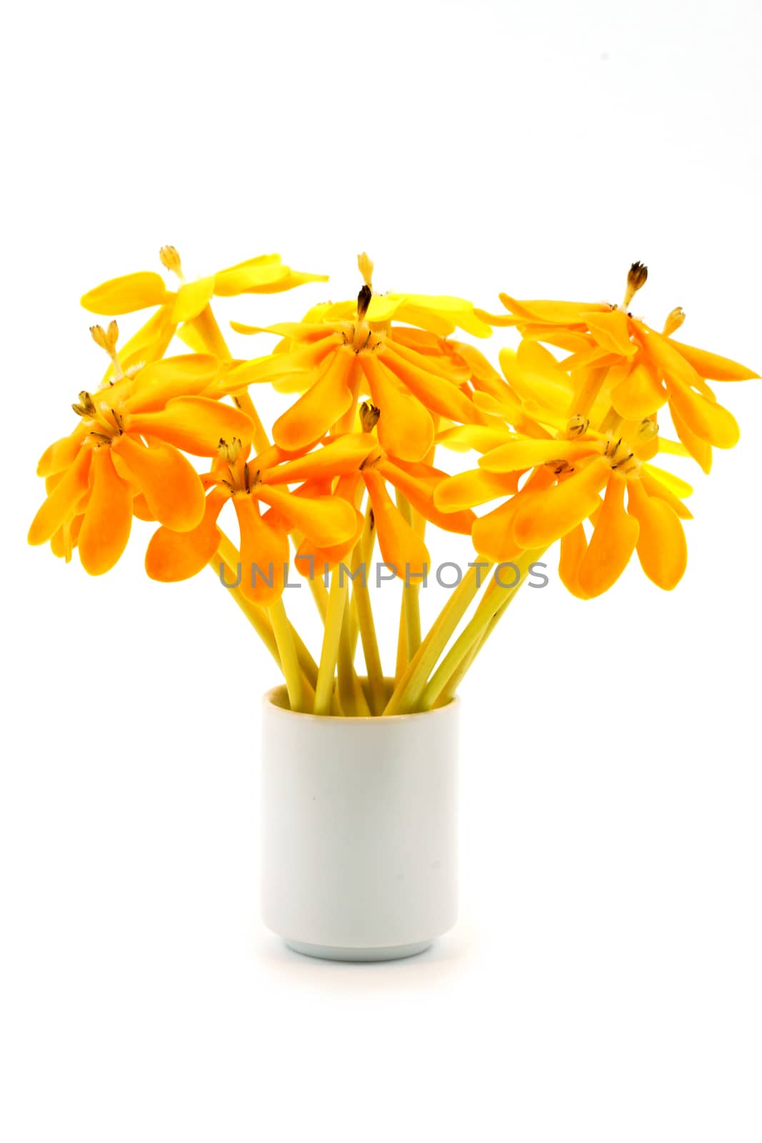 Fragrant yellow flowers on white background. by Noppharat_th