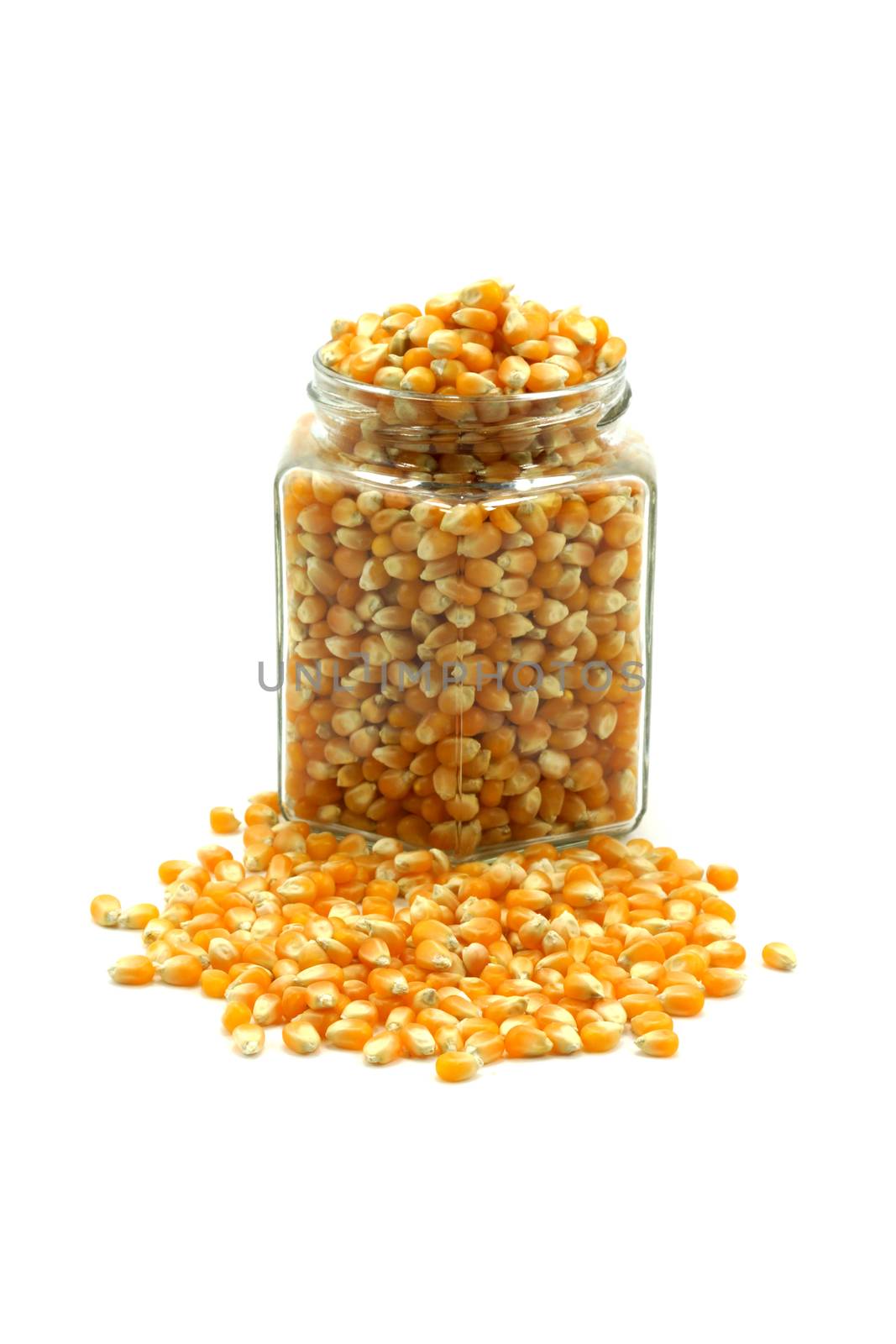 corn seeds for cooking popcorn