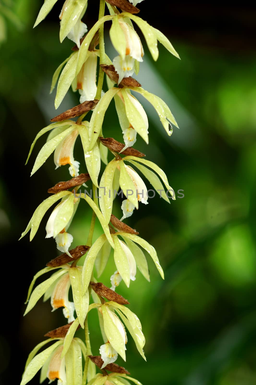 Wild orchid flowers