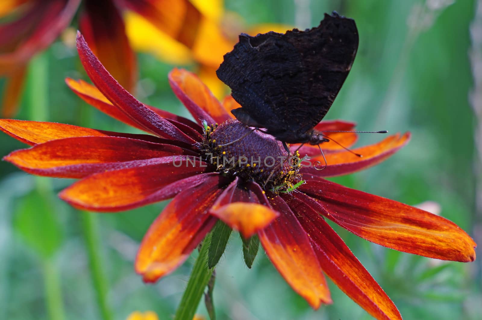 Butterfly on a yellow flower rudbeckia closeup                               