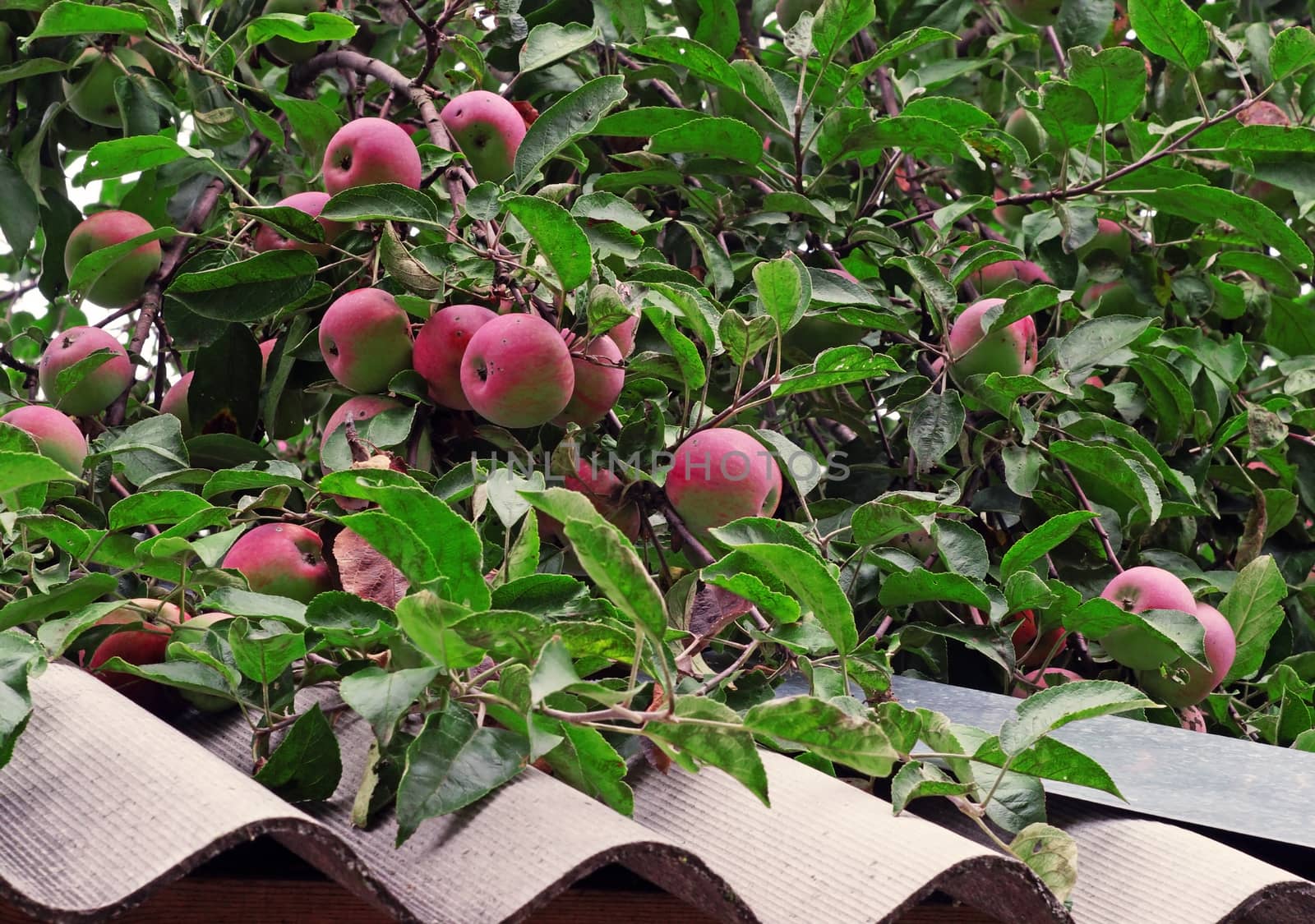 Ripe red apples above slate roof                               