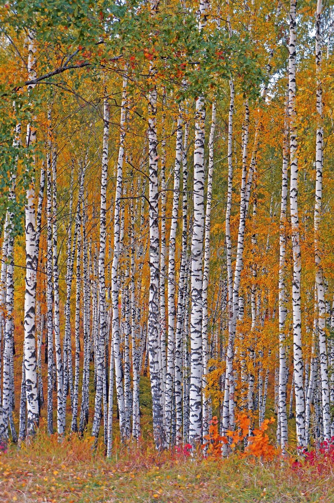  Autumn birch grove                              