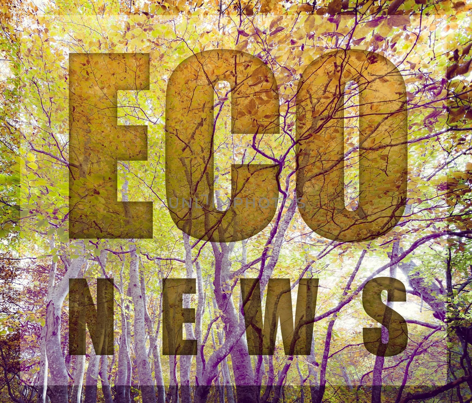 Picture of a wood with the title "Eco News"