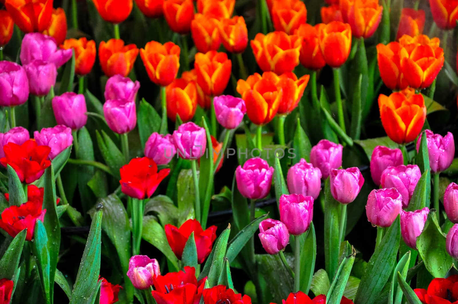 Beautiful Tulip in the garden