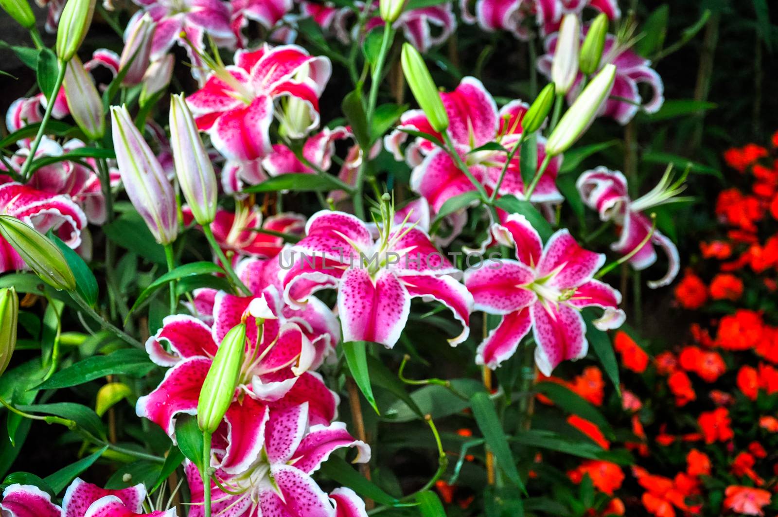 Lily, Beautiful Flowers for Wedding