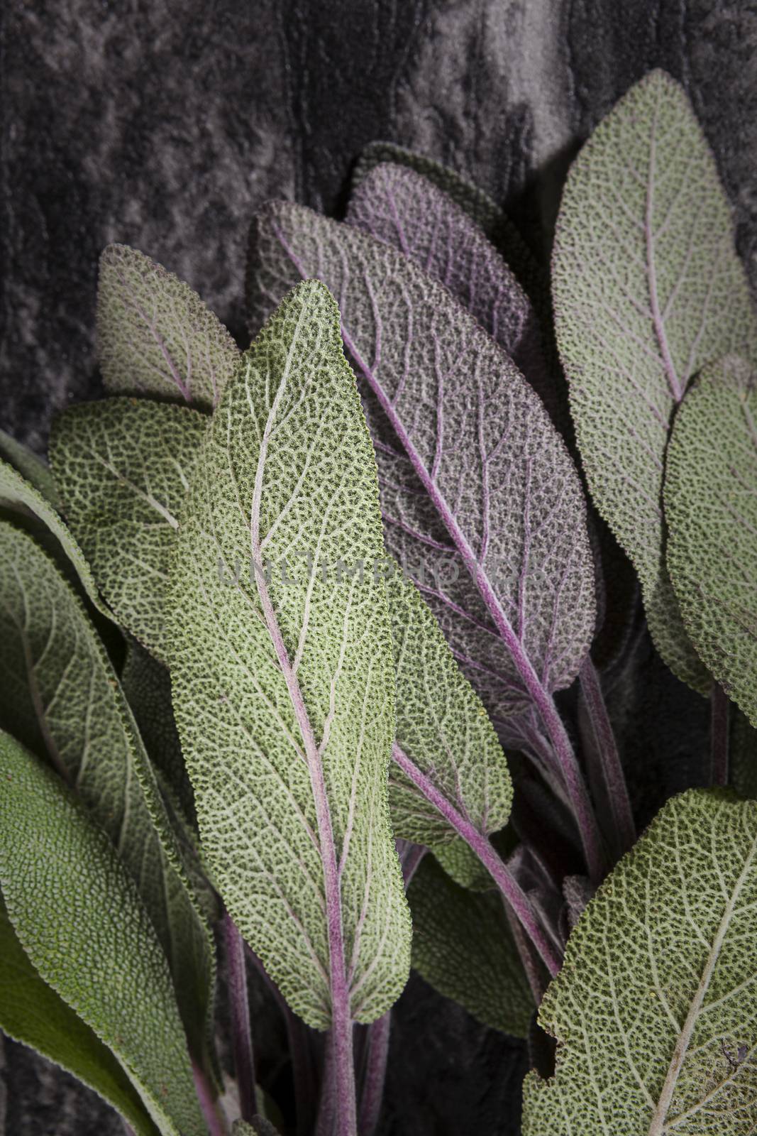 Fresh green and purple sage leaves on black stone background, top view, close up. Traditional aromatic culinary herb.