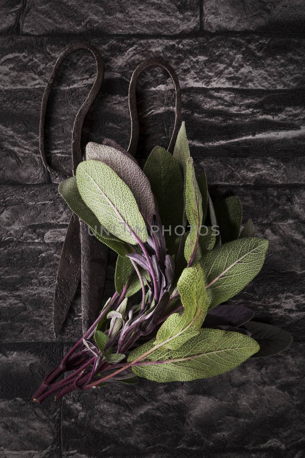 Fresh sage leaves and antique old scissors on black textured background. Culinary cooking herbs. 