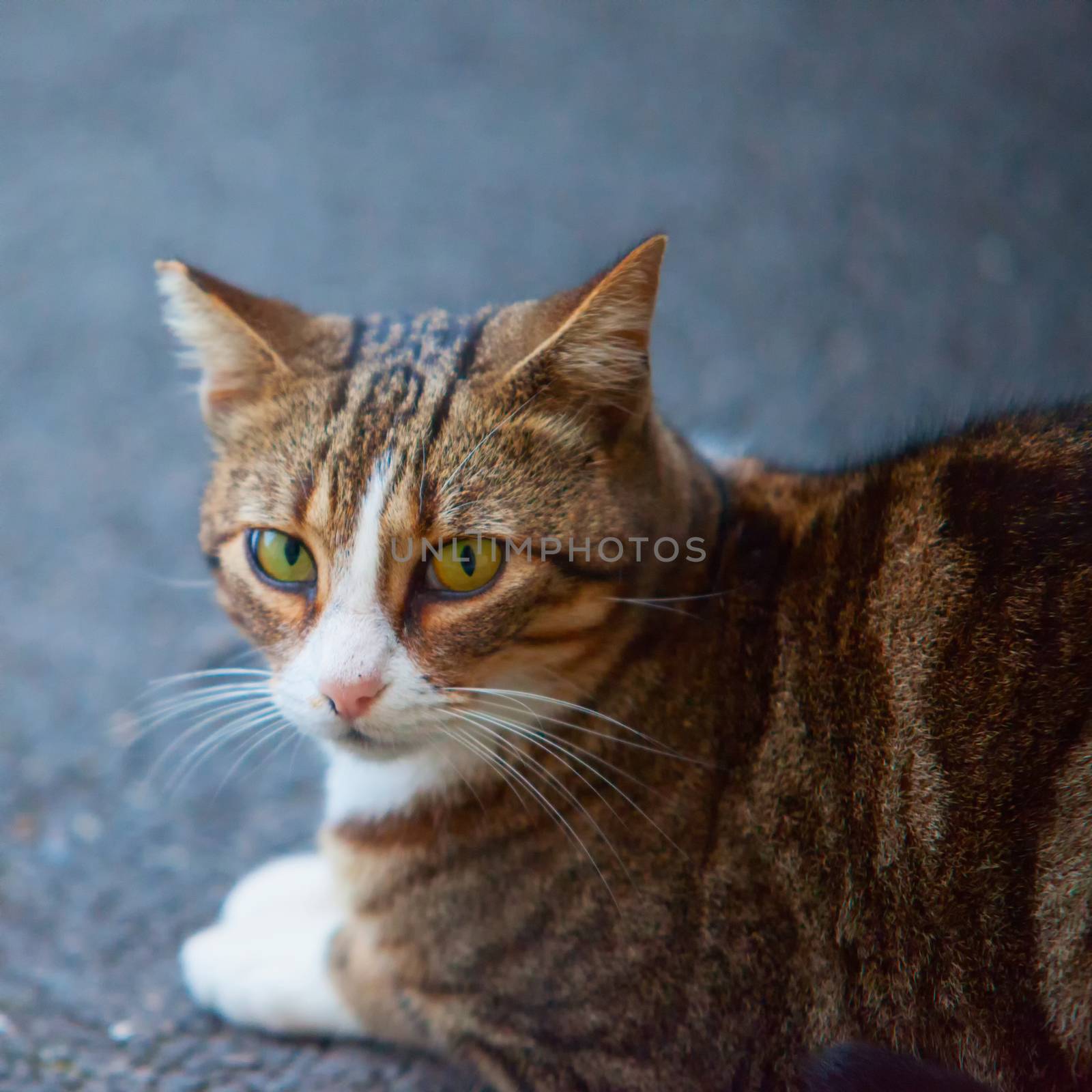 Cat sitting on the asphalt, focus on the eyes