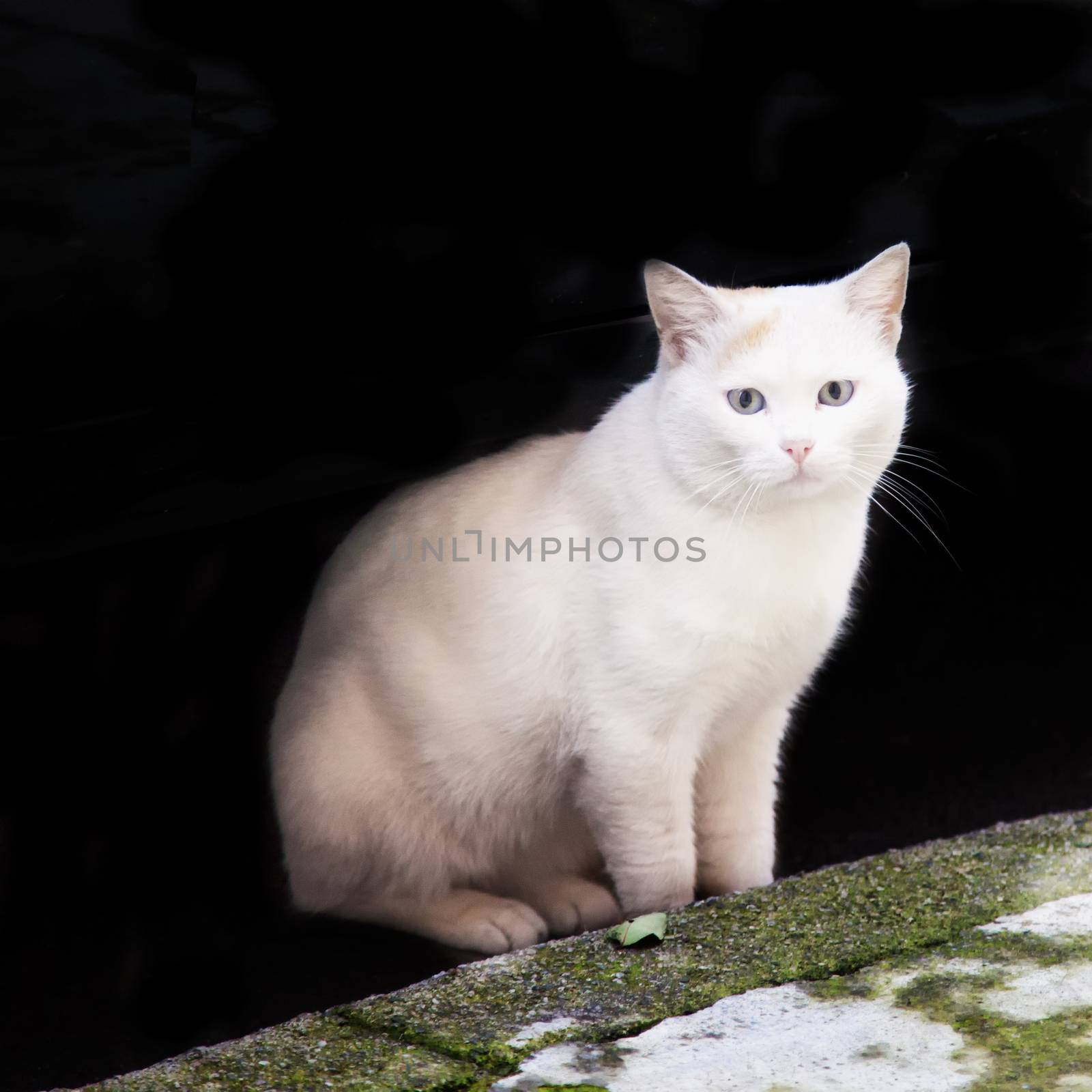 White cat coming out of the black, square image
