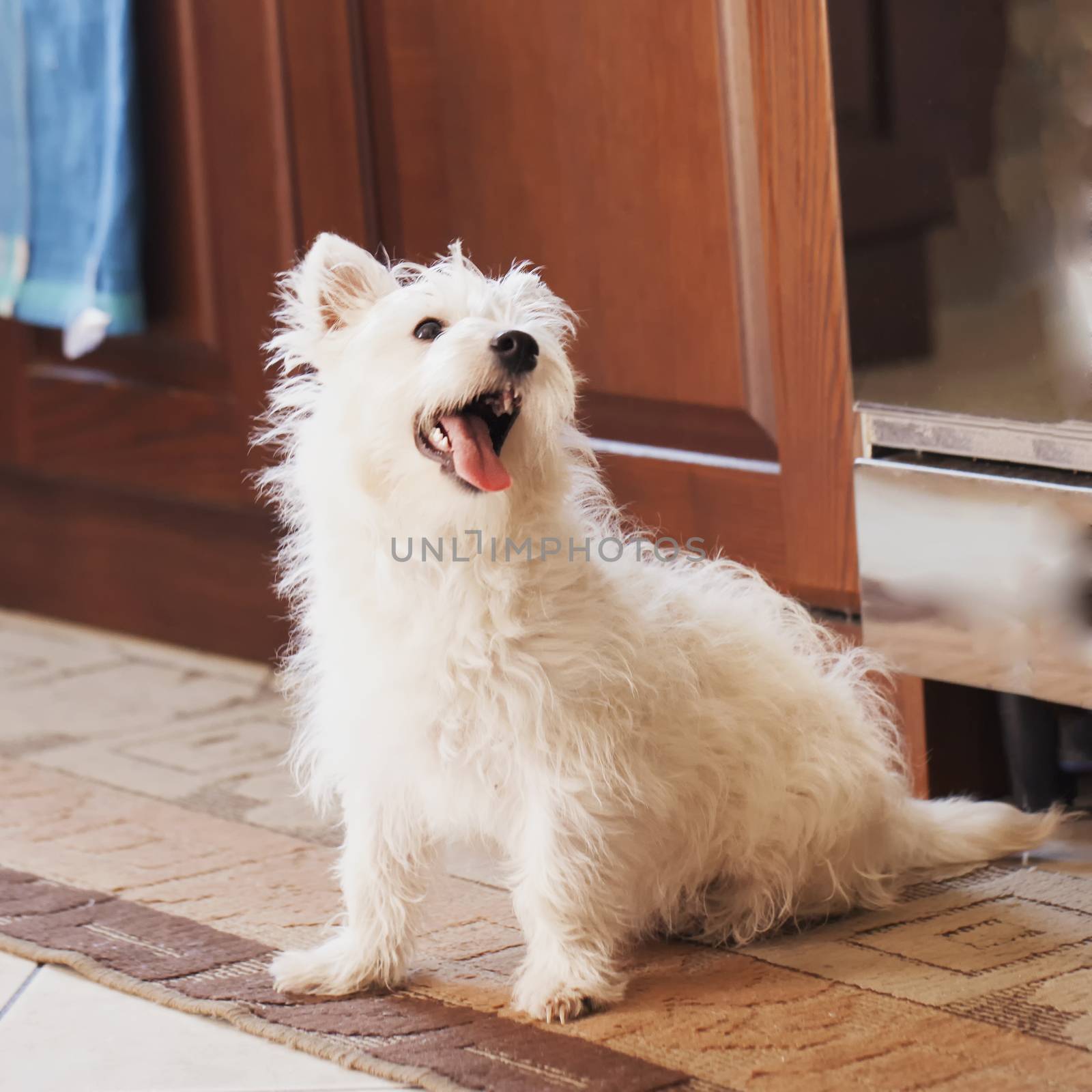 Wonderful white West Highlands Terrier sitting on a carpet