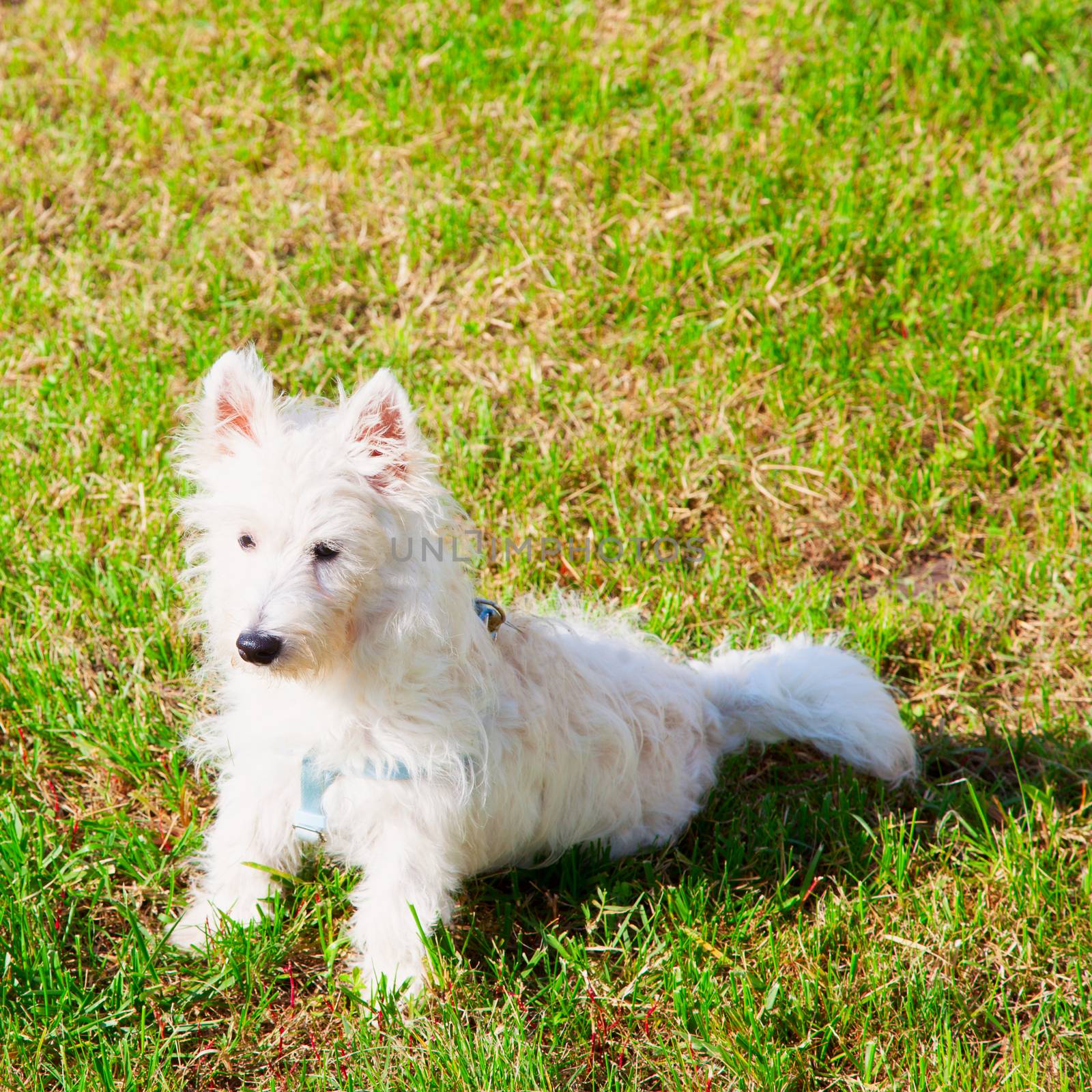 West Highlands Terrier standing on the grass, square image