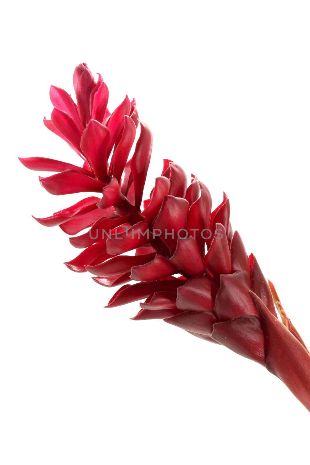 beautiful tropical red ginger flower on isolate white background by Noppharat_th