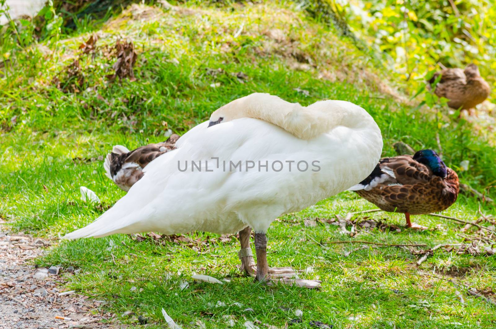 Swan, Ducks sleep by JFsPic
