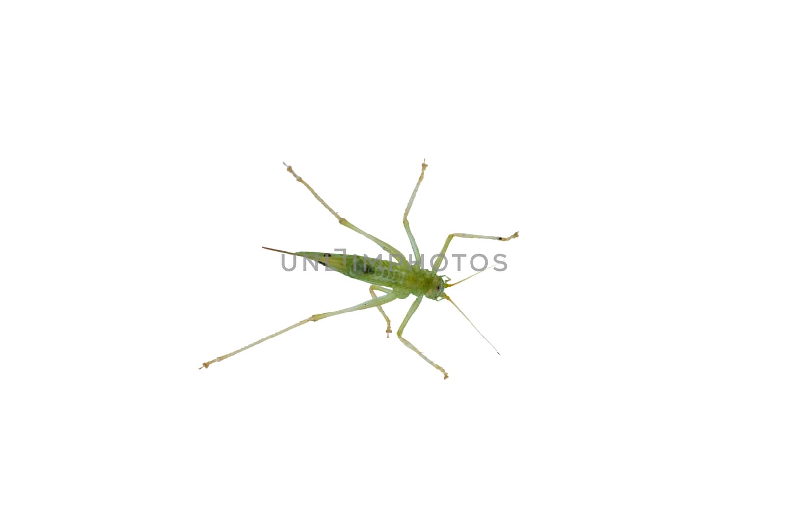 Small grasshopper, Aufnahem from below by JFsPic