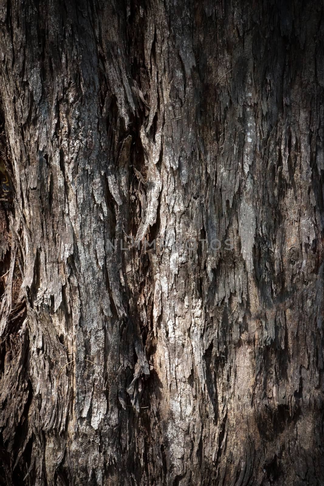 Bark of Pine Tree by Noppharat_th