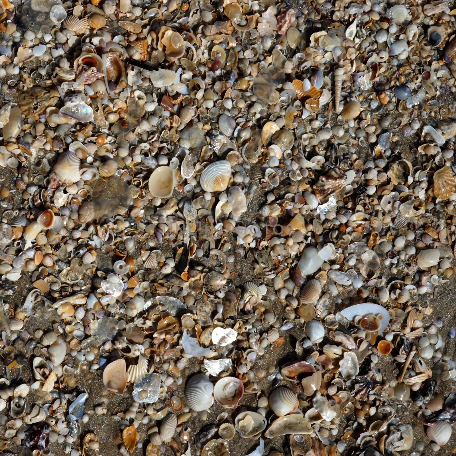 Sea shells on sand. Summer beach background. by Noppharat_th
