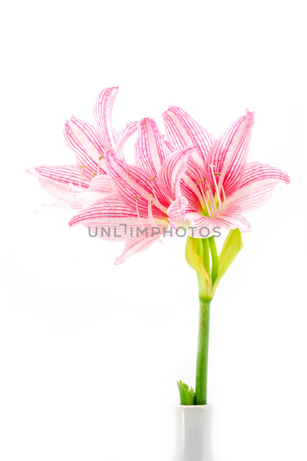 Blooming pink flowers On white background (Star Lily - Hippeastrum reticulatum (L.Herit) Harl.)