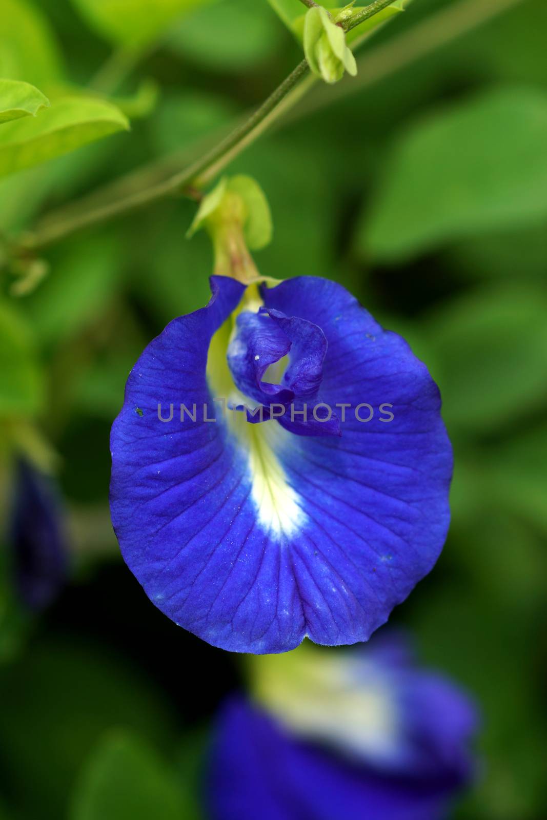 Blue flowers (Asian pigeonwings - Scientific name Clitoria terna by Noppharat_th
