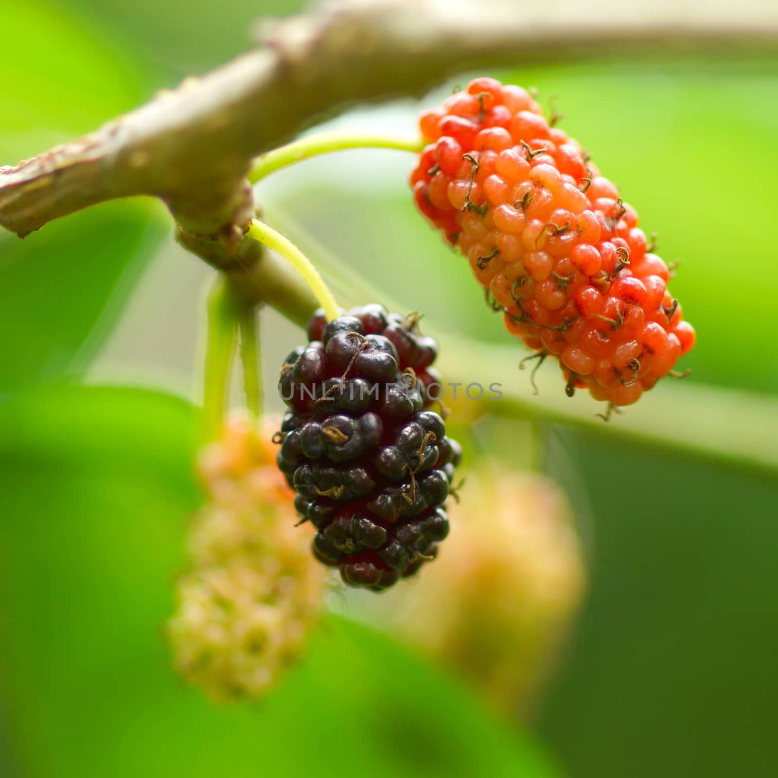 Fresh ripe mulberry berries on tree  by Noppharat_th