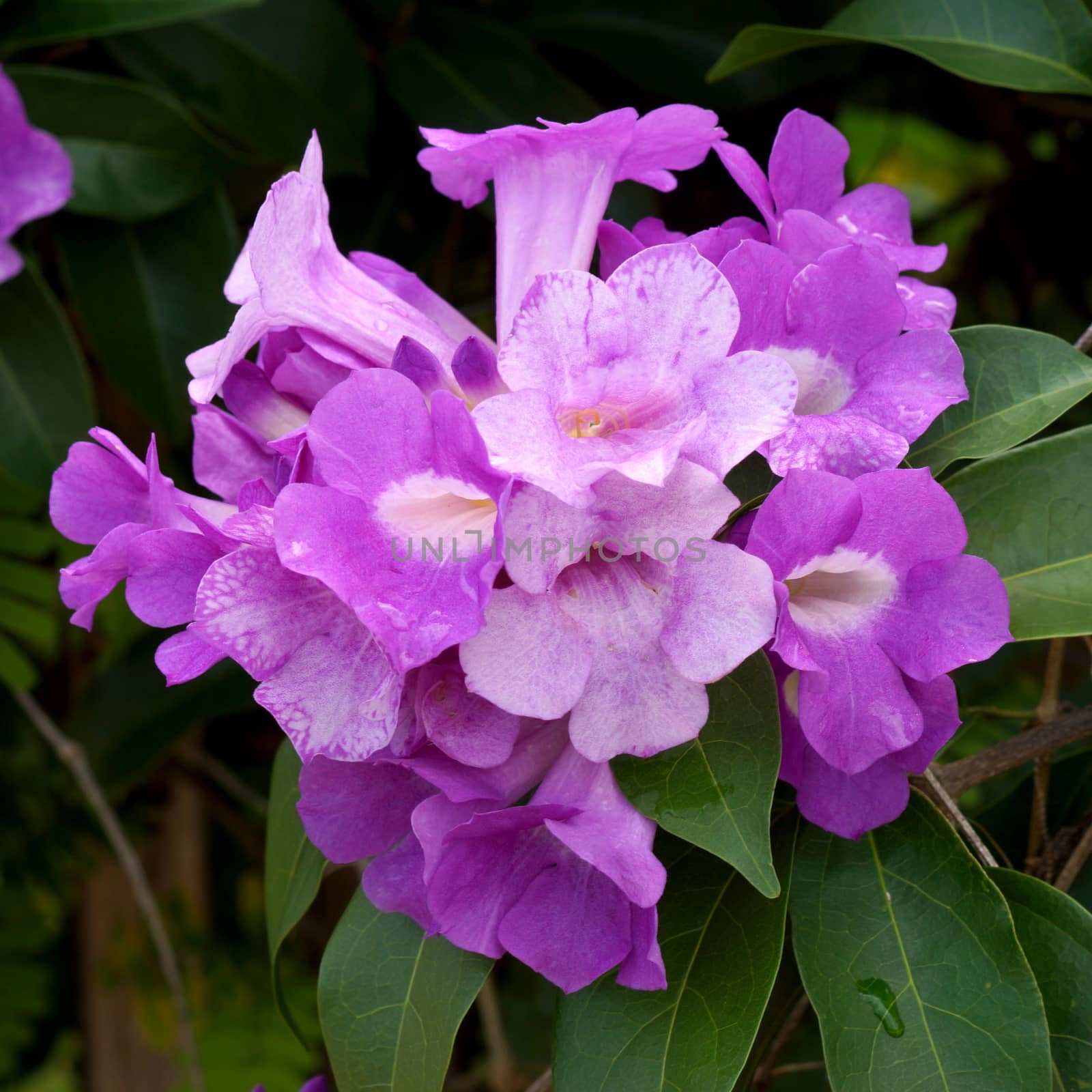 Ivy purple flowers (Garlic Vine., Mansoa alliacea (Lam.) A. Gentry. )